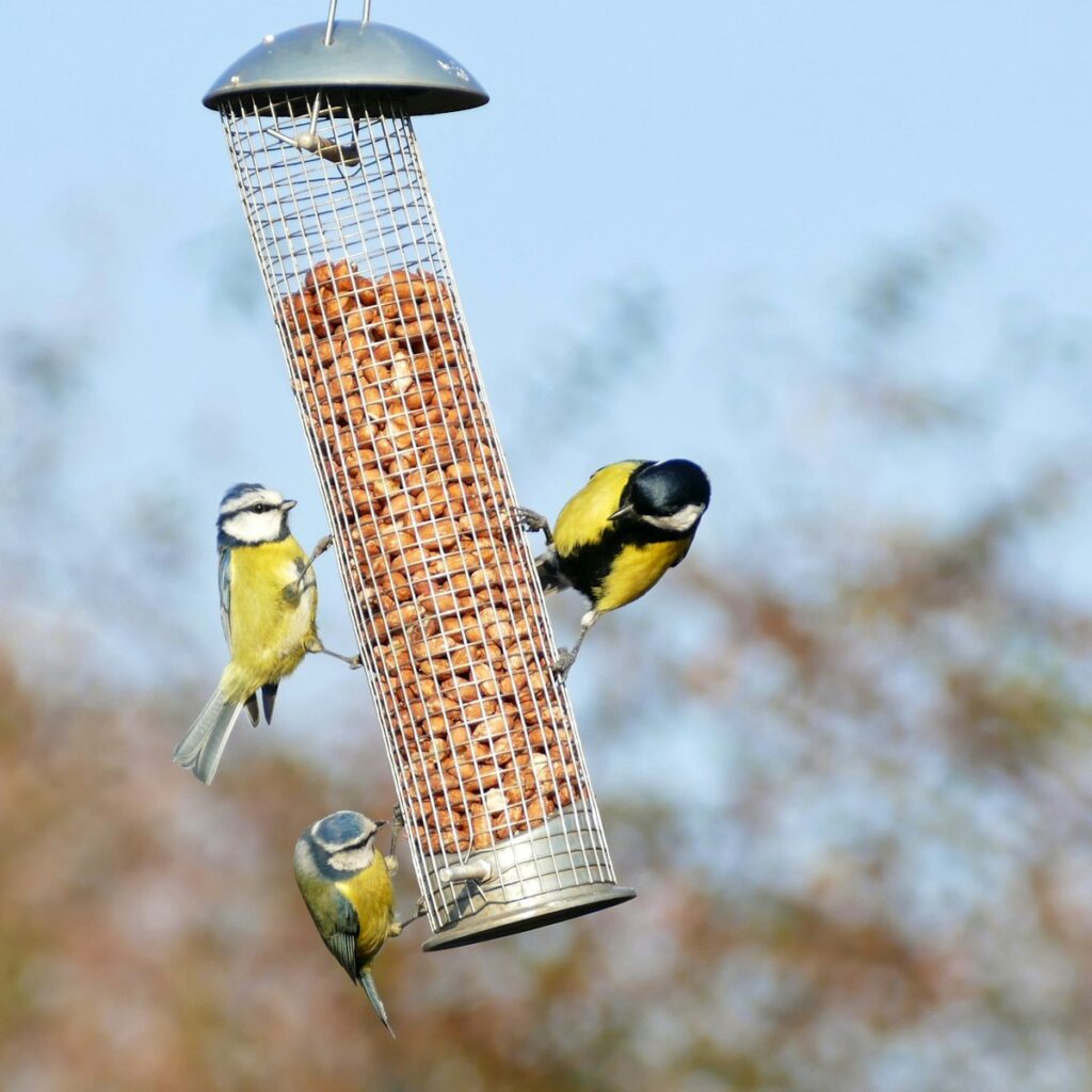 Bird perched on a wooden bird feeder