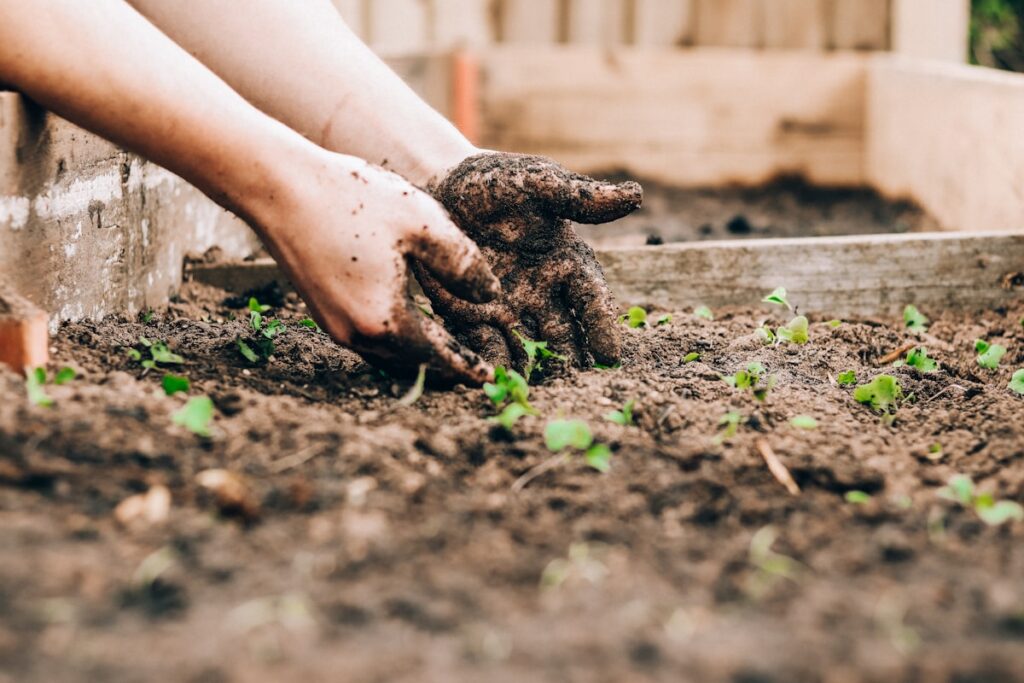 Hands planting seedlings in garden soil