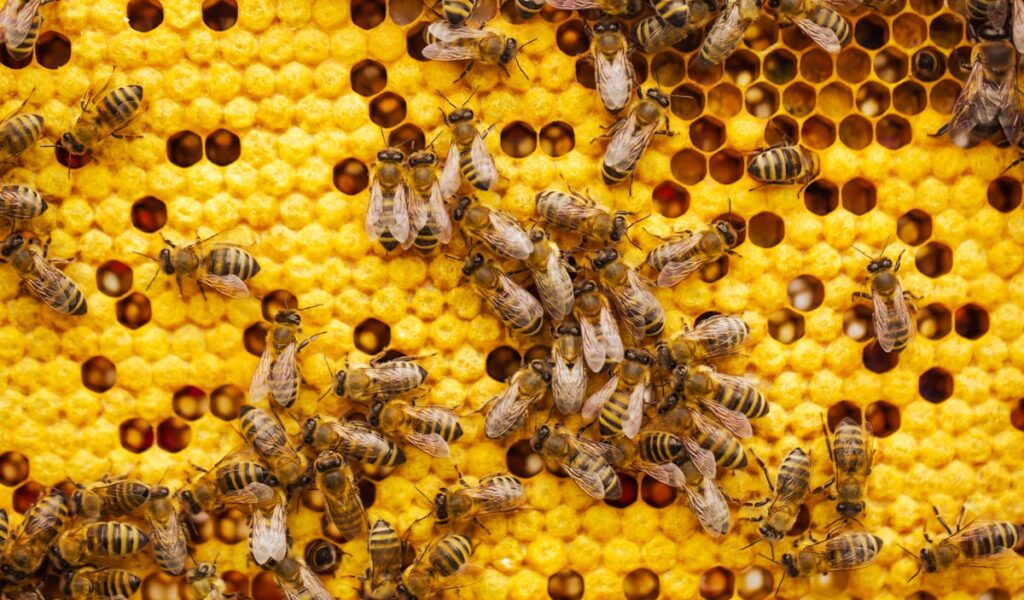 Bees on a beehive frame