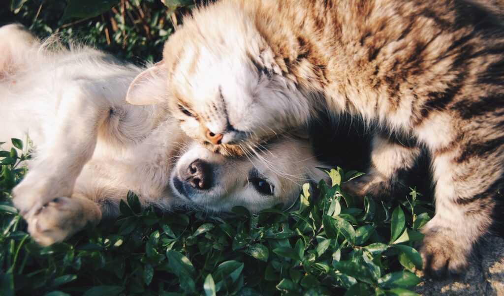 A dog and cat together on grass