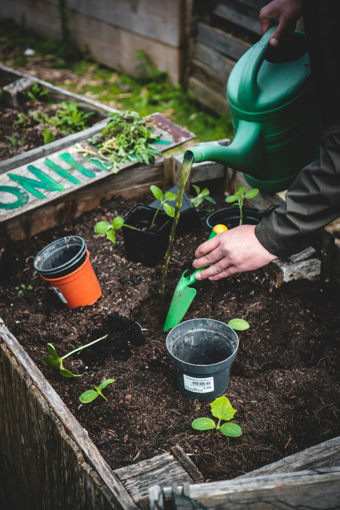 Person planting seedlings in a raised garden bed