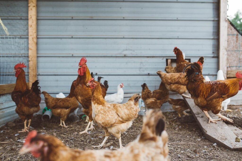 Flock of hens near a coop wall